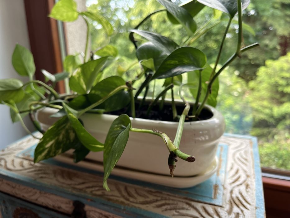 Epipremnum z kremową podłużną doniczką