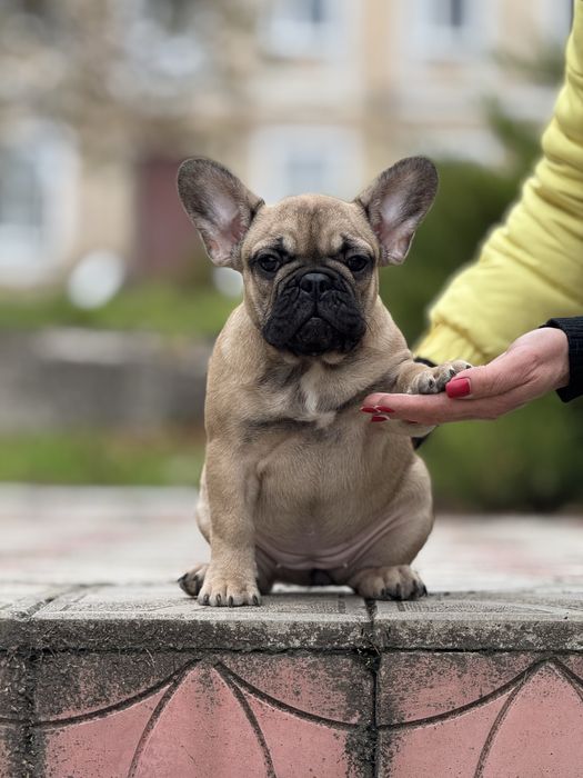 Неймовірна дівчинка з родовідом КСУ