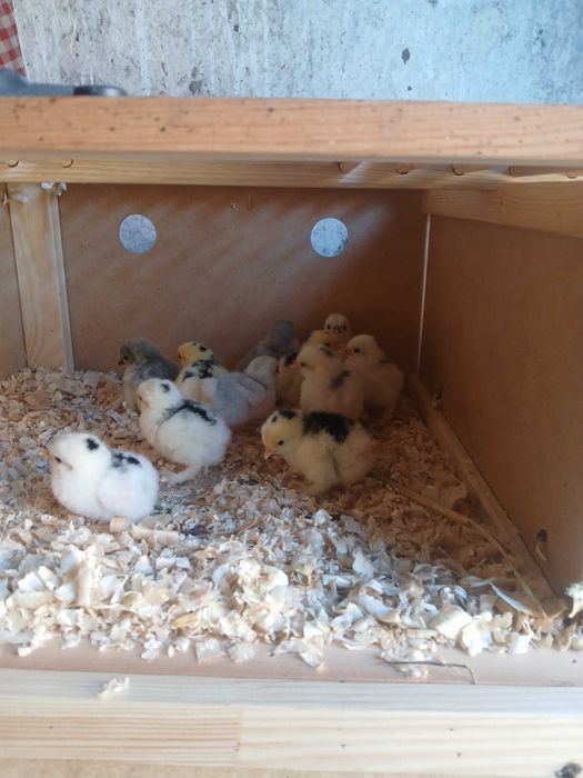 Kurczęta kochin miniaturowy
