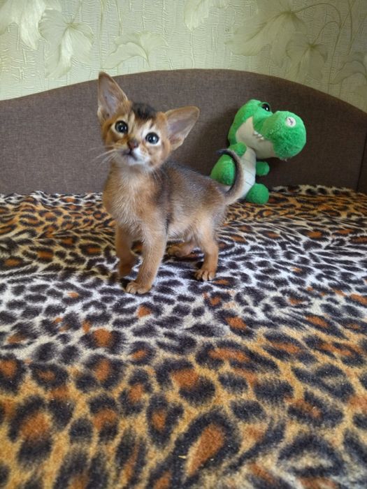 Абіссинські кошенята дівчатка та хлопчики з документами в пошуках роди