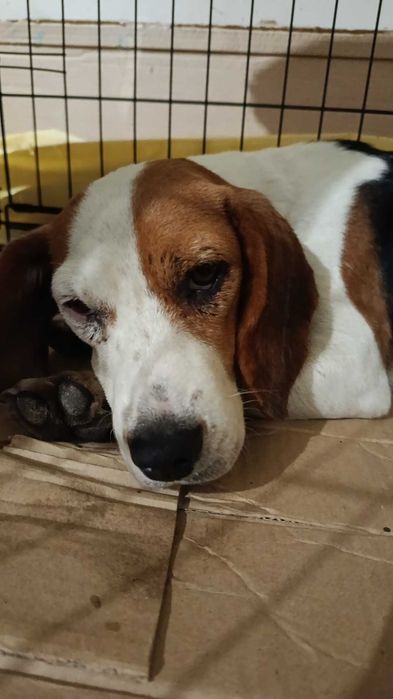 Cadela fêmea beagle para adoção responsável