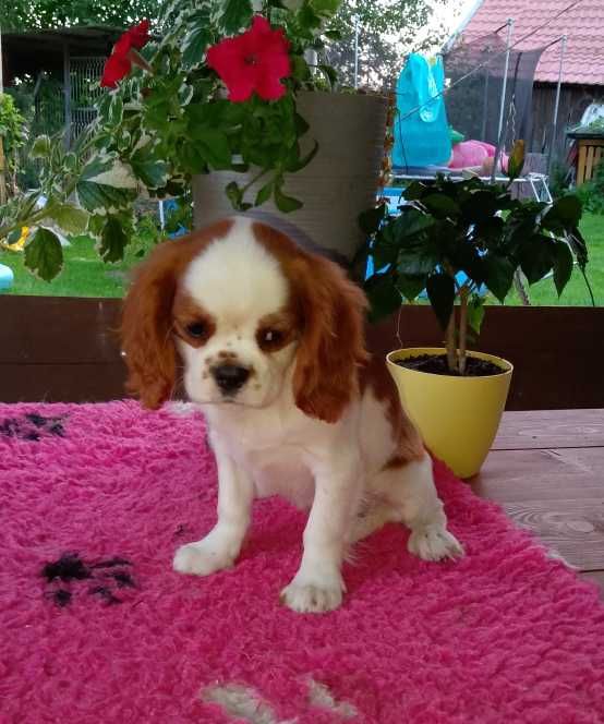Cavalier King Charles Spaniel