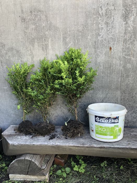 Пропоную саджанці самшиту