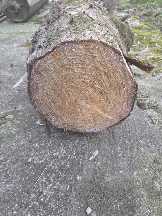 Pień świerka ,drzewo