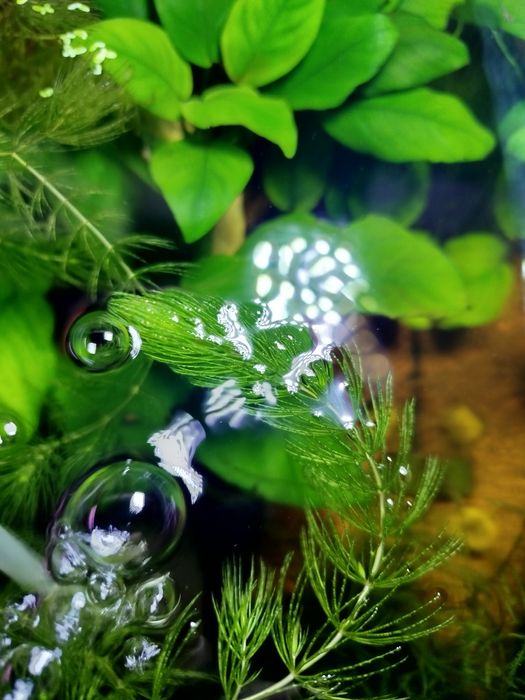 Rogatek sztywny roślina akwariowa