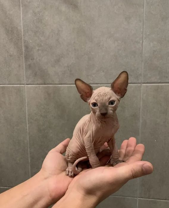 Канадские котята