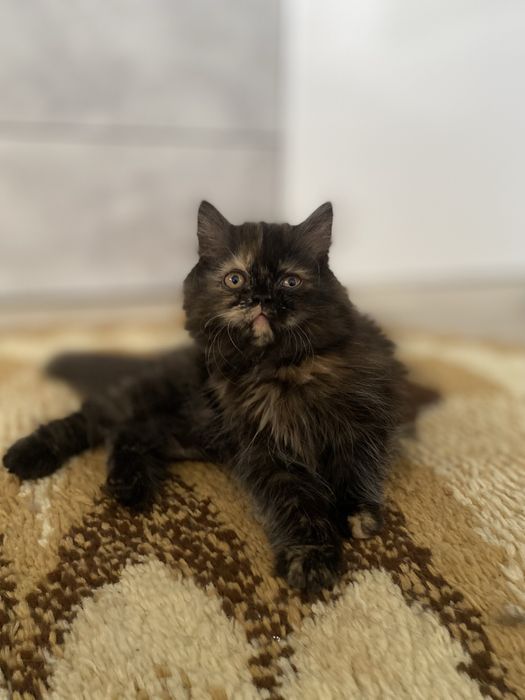 Gatinha persa tartaruga