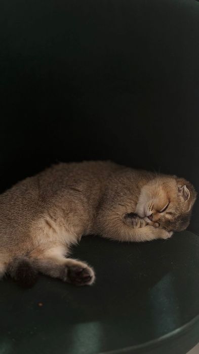 Золота шиншила, котик