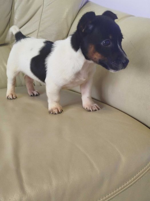 Jack Russell Terrier piesek tel.-5.7.5.3.0.2.0.3.9.