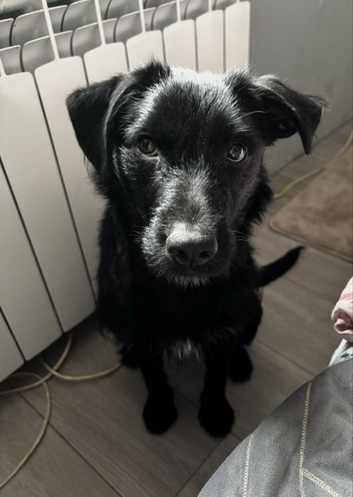 oddam  psa  za darmo