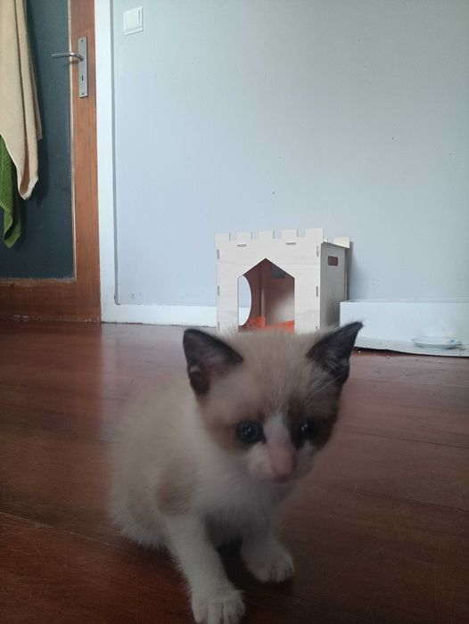 Gata bebé para doar