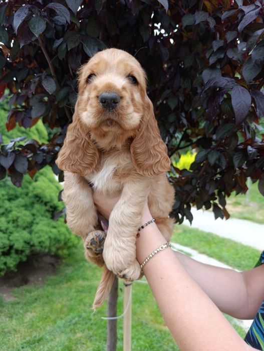 Cocker Spaniel Angielski