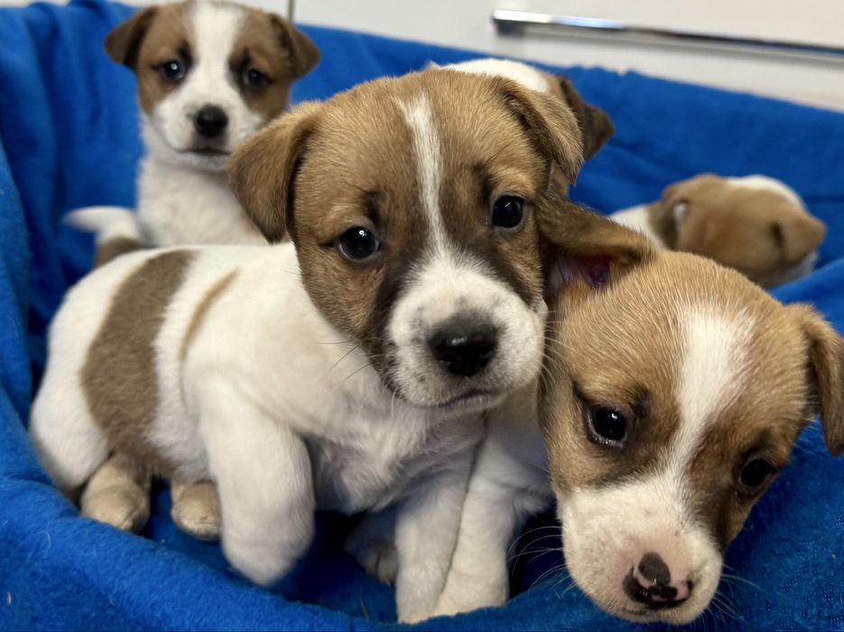 Jack Russell Terrier - sunia Aris