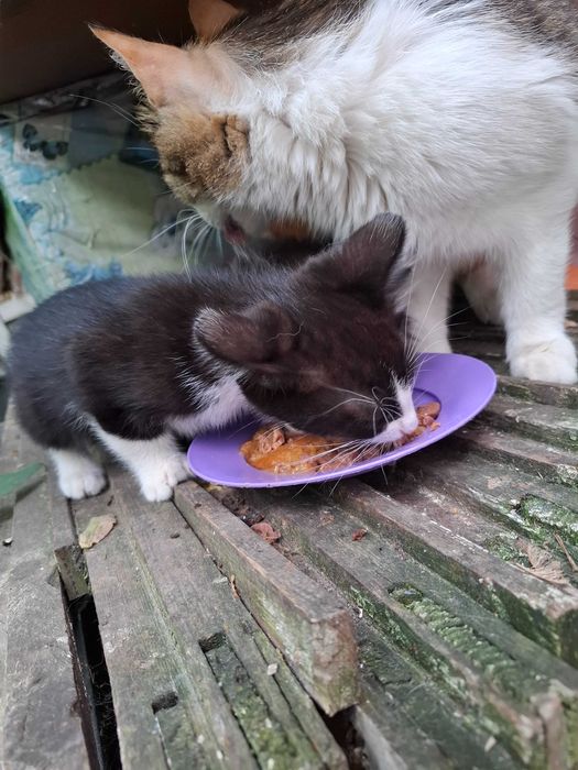 Котята в счастливые семьи