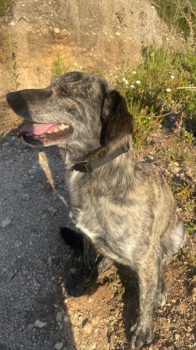 Cão para adoção.