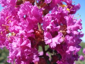 LAGERSTROEMIA - BEZ POŁUDNIA - sadzonki 50cm w doniczkach
