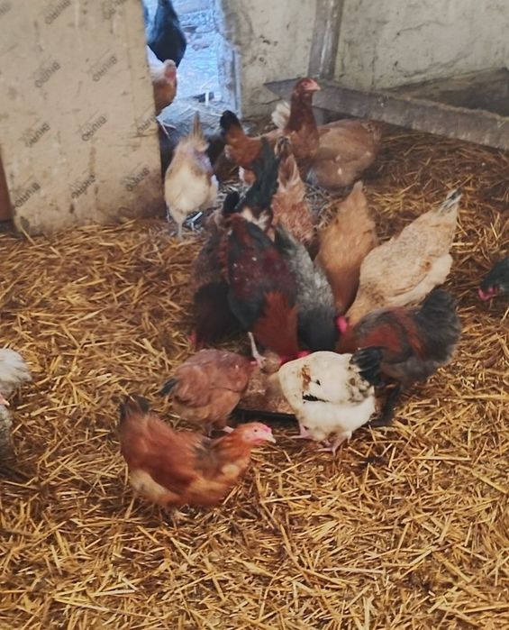 Sprzedam ładne kury