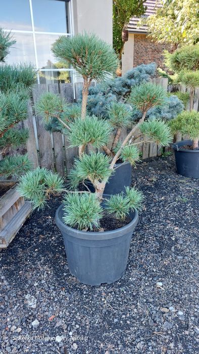 Bonsai, niwaki,  Iglaki Formowane JEŁOWA