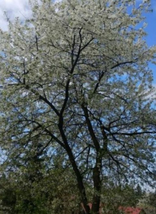 Sadzonki wiśni 9 sztuk  Stara odmiana