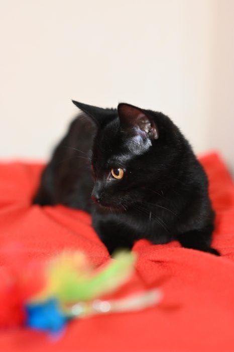 Kurkuma - kotka, kotek, kot do adopcji