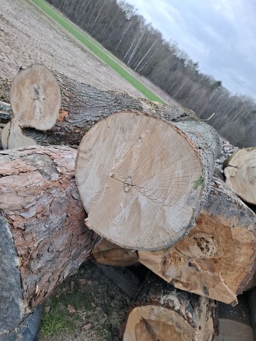 Sprzedam Kłody klonu