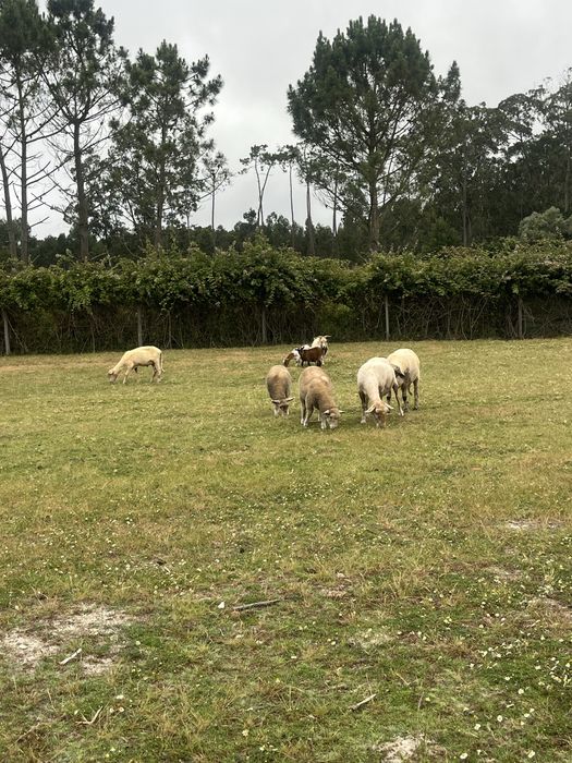 Tosquia de ovelhas