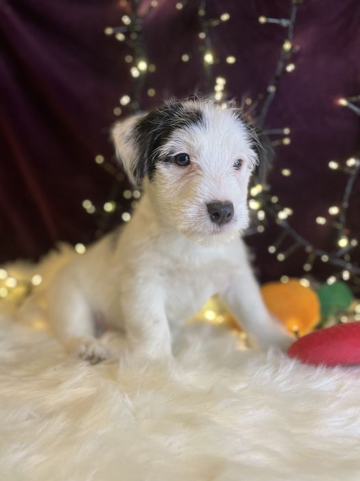 Jack Russell Terrier (FCI) szczeniak