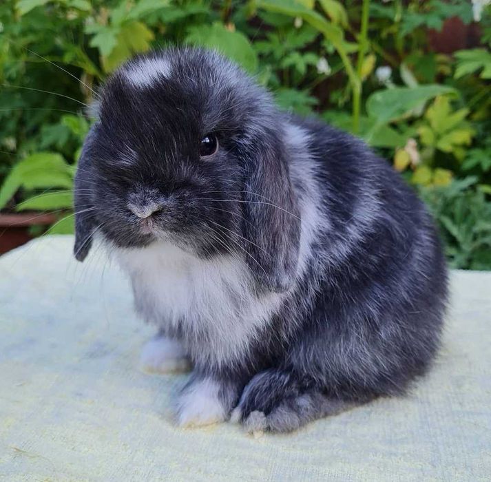 KIT Coelhos anões mini loop, orelhudos muito meigos e brincalhões