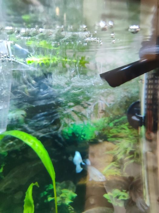 Пара дорослих гуппі.