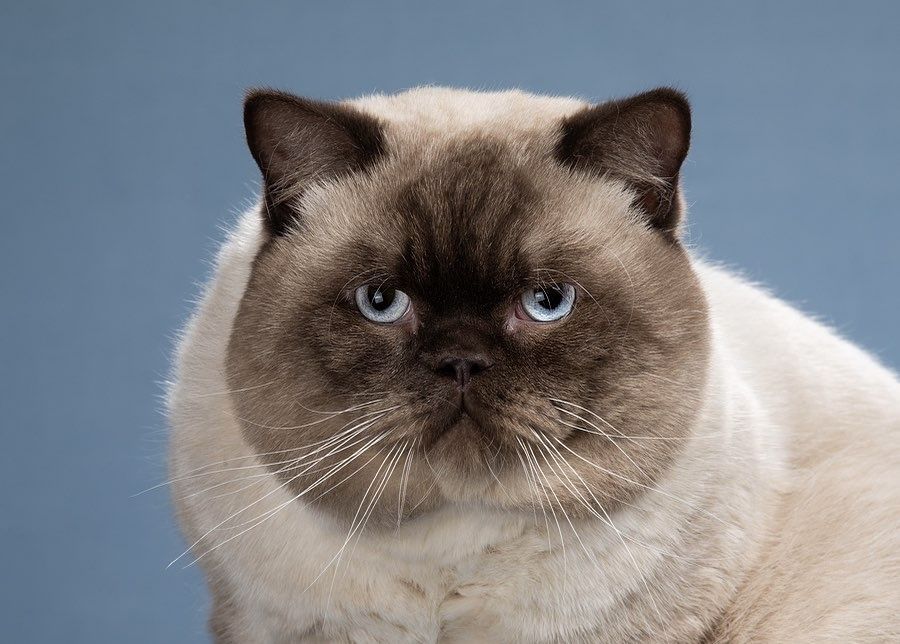 Котик на вʼязку