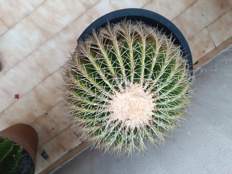 Cacto de exterior ótimo para decoração !! Fácil manutenção