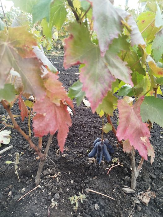 Саджанці винограду Аватар