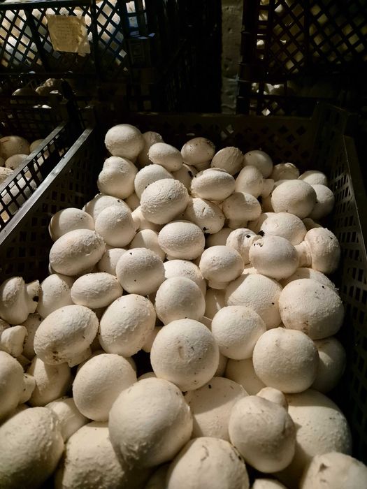 Sprzedaż świeżych pieczarek