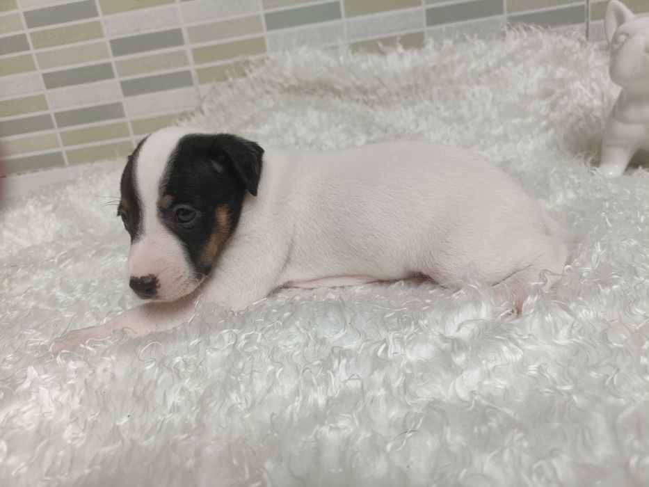 Ratonero Bodeguero Andaluz lindo