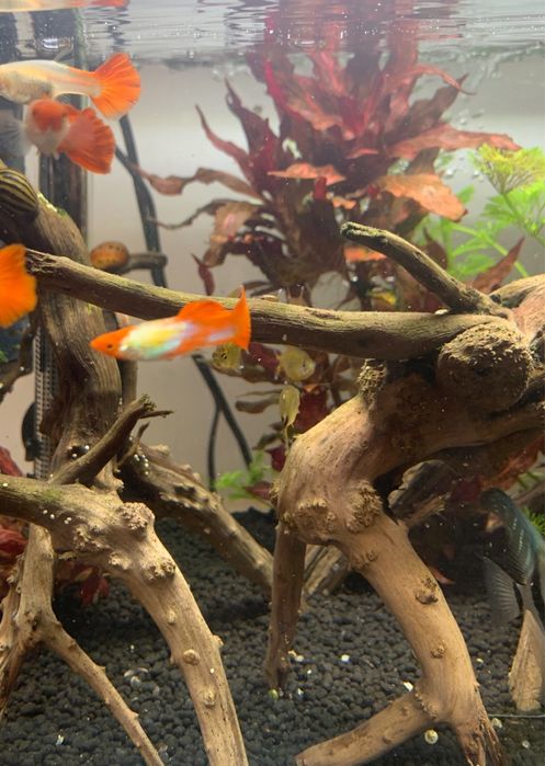 Guppy Puros  Platinum Koi