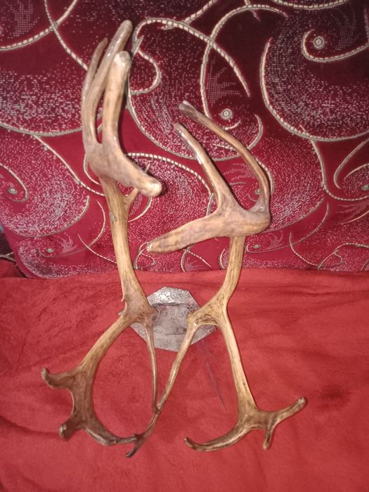 Рога оленя.       ..