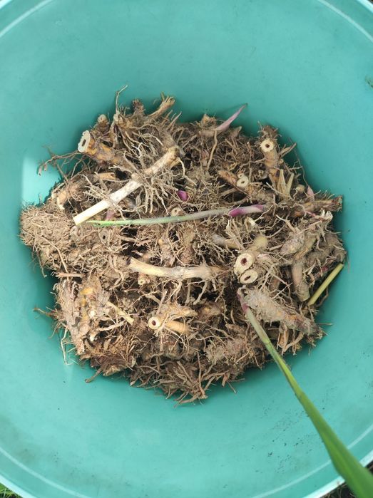 Kłącza miskanta giganteusa