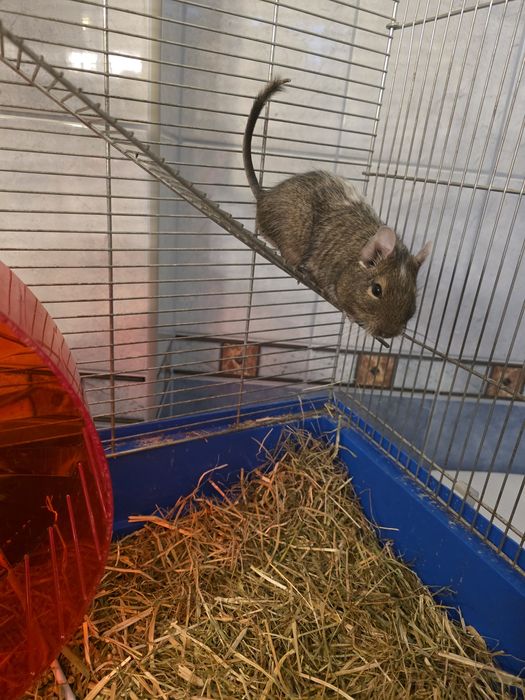 Koszatniczki plus klatka