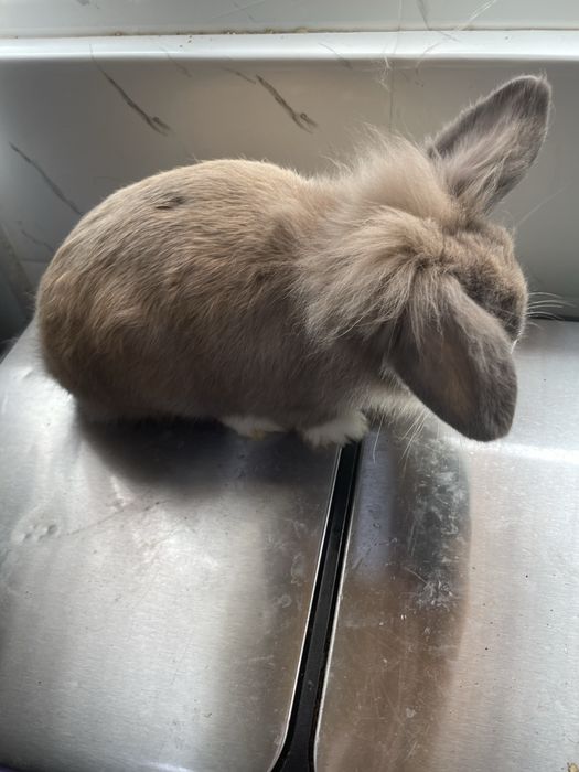 Coelho mini lion lop