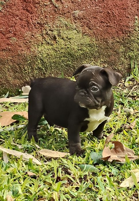 Bulldog Francês Chocolate