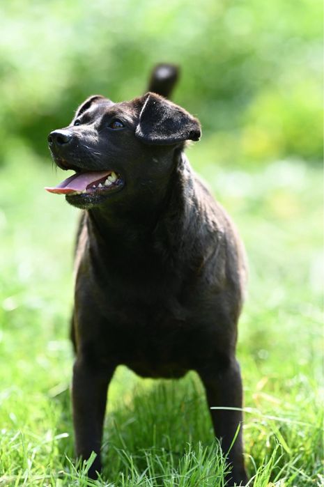 Suczka Kama szuka domu