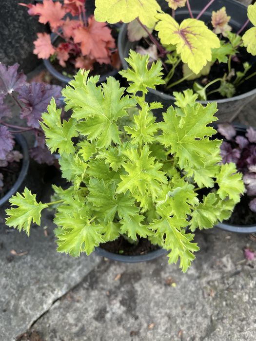 Гейхери сортові в наявності