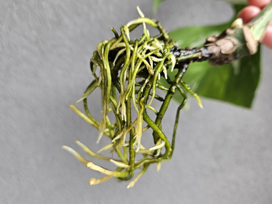 Monstera Jungle Mint naturalny pędówka ukorzeniona