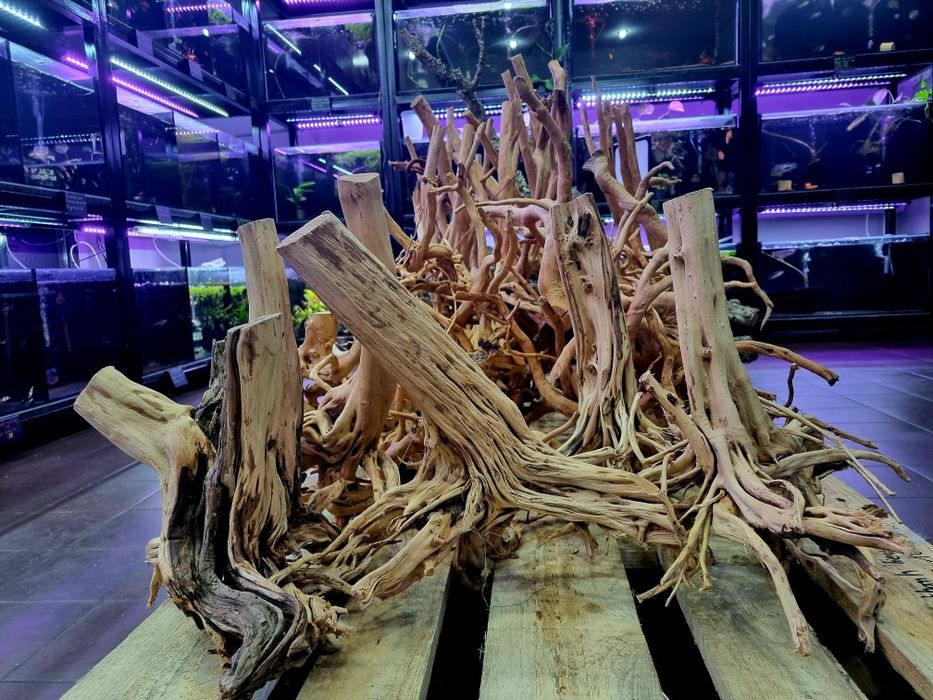 Korzenie spider, pień bagienny, szybko tonące duże i małe red driftwoo
