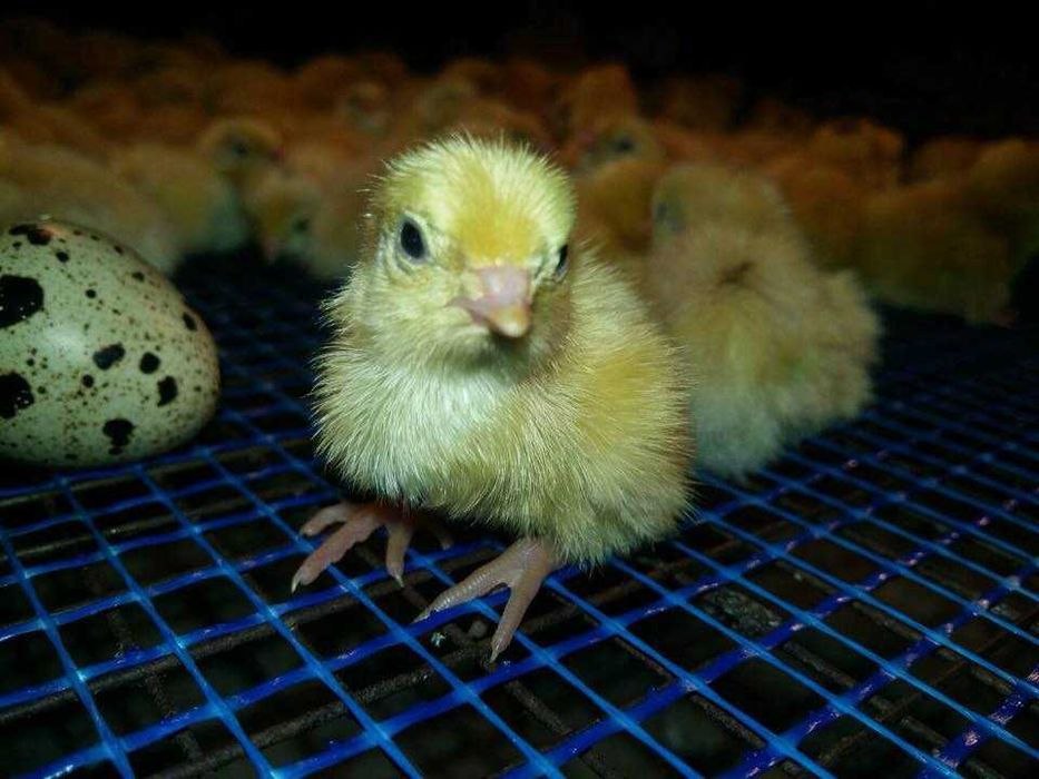 перепела техасскій бройлерний Інкубаційні яйця