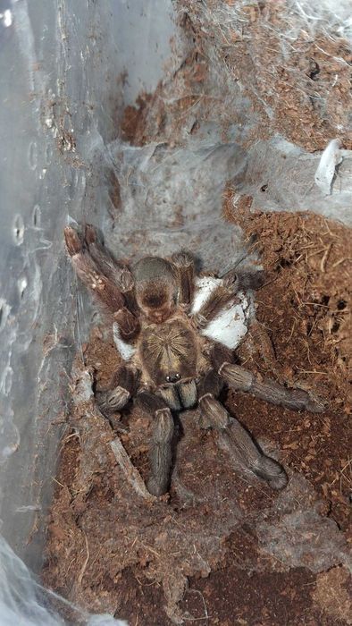 10x Psalmopoeus reduncus L2/L3 |  MINIHURT | PTASZNIKI
