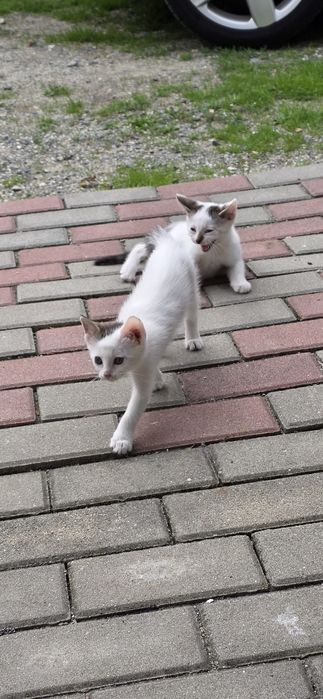 Kociaki w dobre ręce