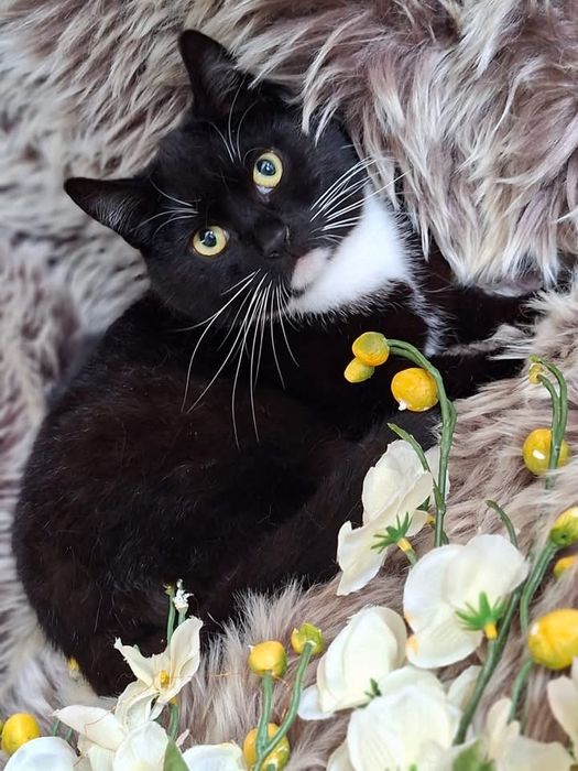 Luna szuka domku