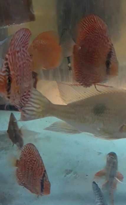 Дискусы разные породы и размеры, экзоты, боции и много разных рыбок