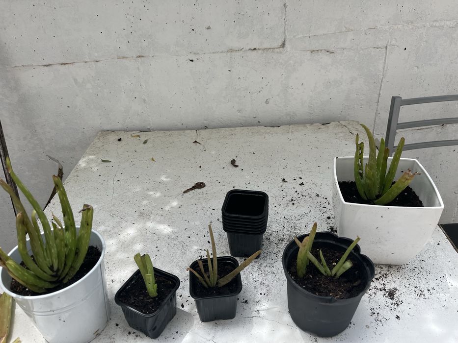 Aloe vera filhotes
